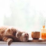 Comfort - orange tabby cat