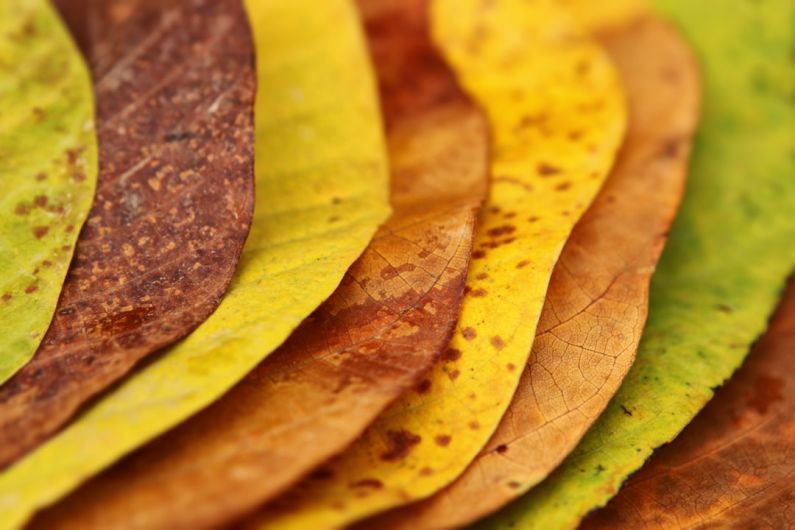 Layering - close-up photography of assorted-color leaves
