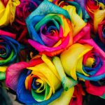 Colors - assorted-color petaled flowers