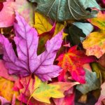 Colors - flat lay photography of purple and red leaves