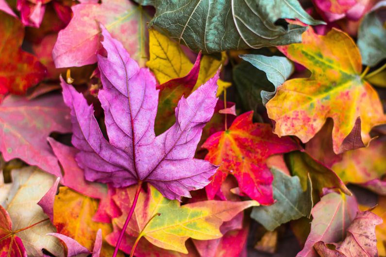 Colors - flat lay photography of purple and red leaves